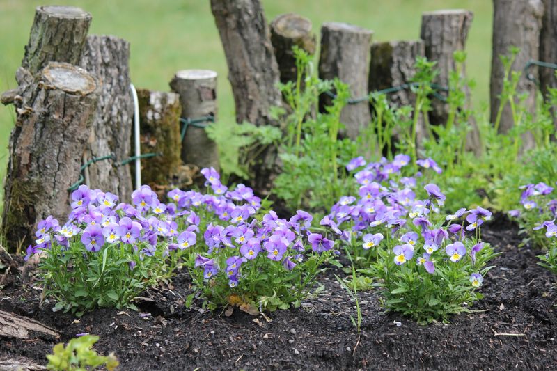 Frühling am Forsthaus